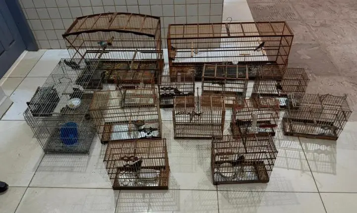 PM resgata 19 pássaros e encontra cães em situação de maus-tratos em Marabá 