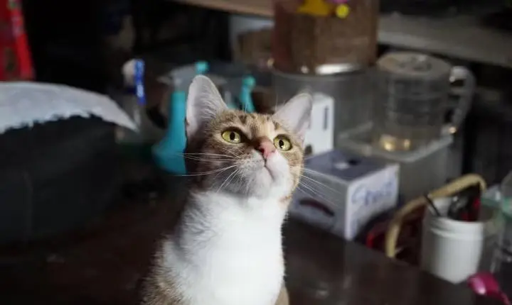 Polícia do Vietnã desmantela rede suspeita de tráfico de gatos