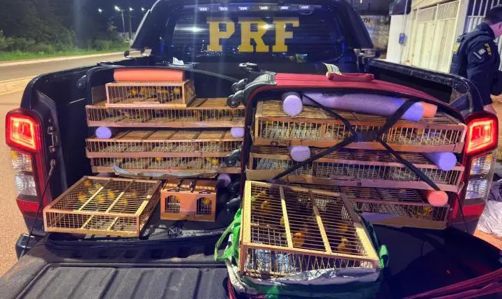 PRF apreende 317 aves silvestres transportadas ilegalmente na BR-163, em Santarém