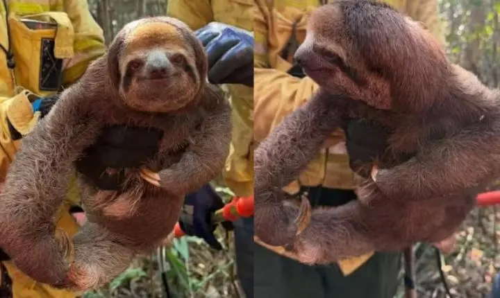 Queimadas e seca levam bichos-preguiça a buscar socorro no oeste do Pará