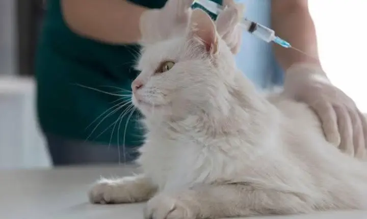 Redenção realiza campanha de vacinação antirrábica neste sábado (31)