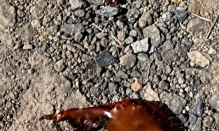Solto em saidinha temporária por latrocínio, homem é morto a tiros em Codó