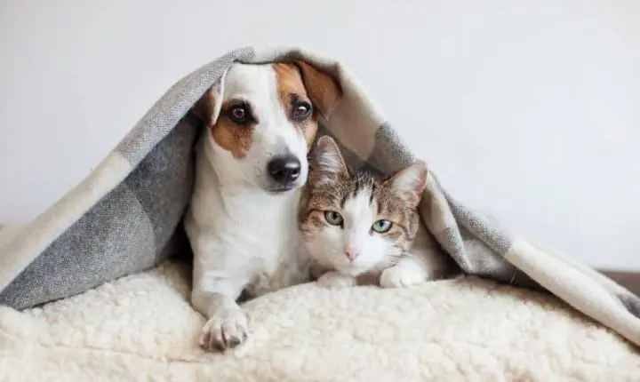 STF reforça dever das prefeituras na proteção de cães e gatos