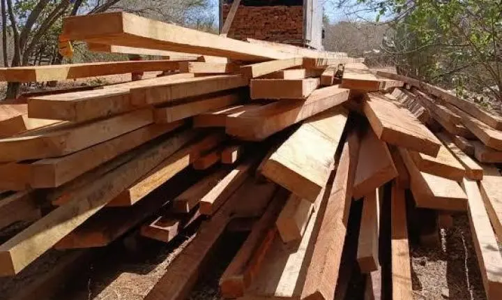 Sua casa foi construída com crime? O rastro da madeira ilegal no Pará