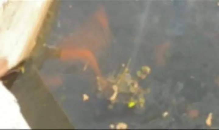 VÍDEO CHOCANTE: Tragédia deixa dois mortos em São Miguel do Guamá; corpos achados em igarapé